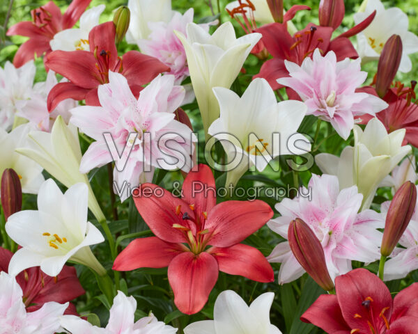 Lilium mixed