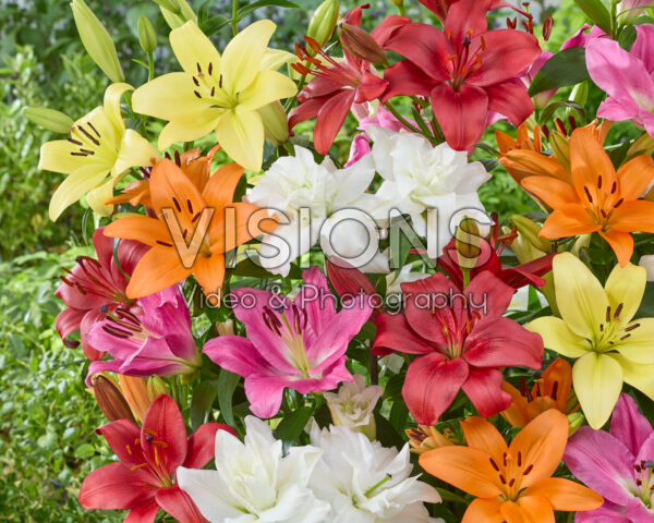 Lilium mixed