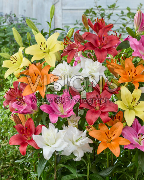 Lilium gemengd