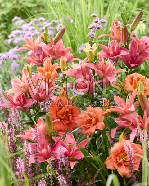 Lilium Hotpants, Hemerocallis Congo Coral