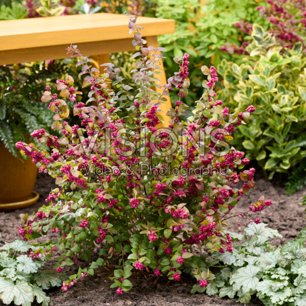 Symphoricarpos x chenaultii Little Berry
