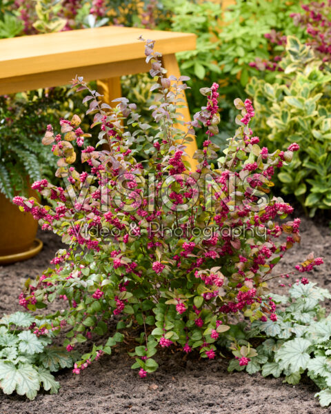 Symphoricarpos x chenaultii Little Berry Symphoricarpos x chenaultii Little Berry