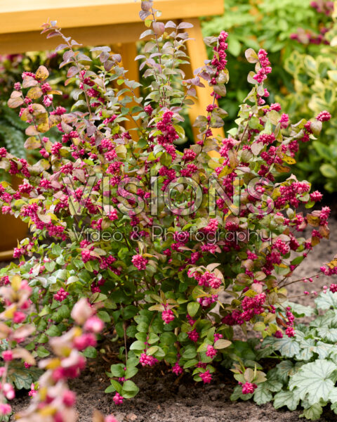 Symphoricarpos x chenaultii Little Berry