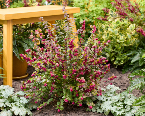 Symphoricarpos x chenaultii Little Berry