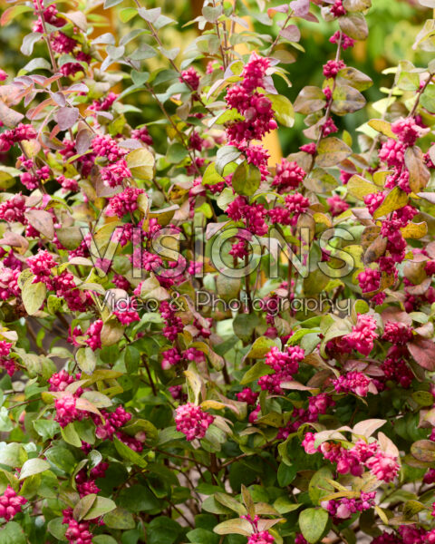 Symphoricarpos x chenaultii Little Berry