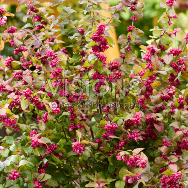 Symphoricarpos x chenaultii Little Berry
