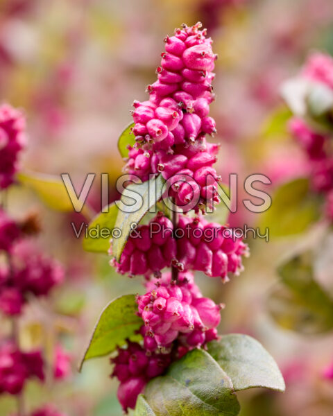 Symphoricarpos x chenaultii Little Berry Symphoricarpos x chenaultii Little Berry