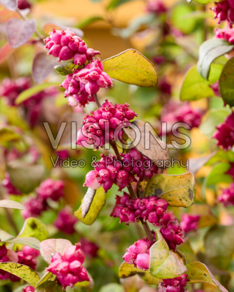 Symphoricarpos x chenaultii Little Berry