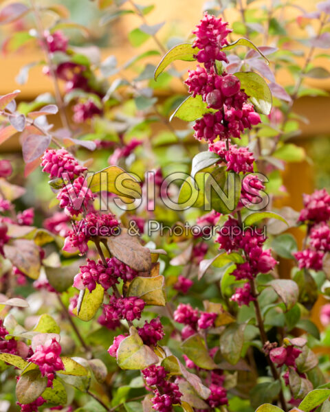 Symphoricarpos x chenaultii Little Berry