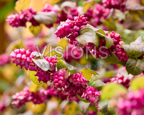 Symphoricarpos x chenaultii Little Berry