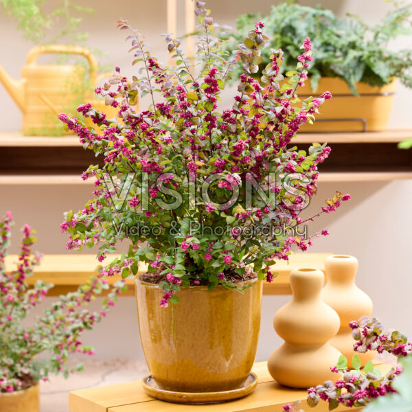 Symphoricarpos x chenaultii Little Berry