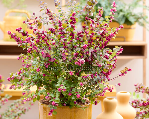 Symphoricarpos x chenaultii Little Berry