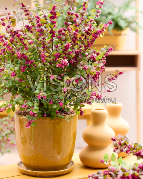 Symphoricarpos x chenaultii Little Berry