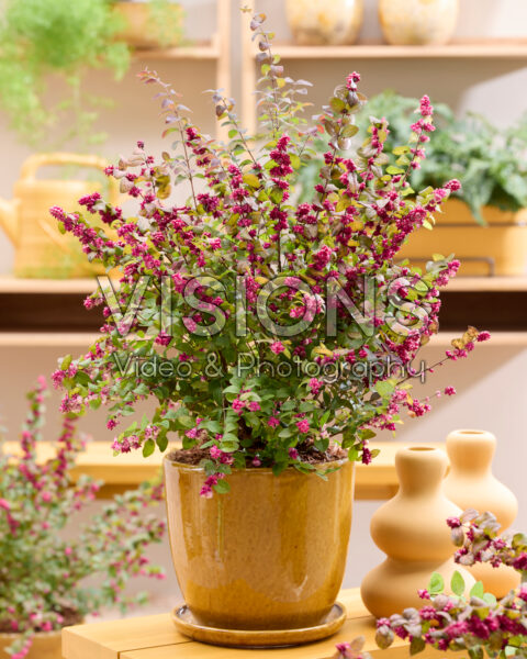 Symphoricarpos x chenaultii Little Berry