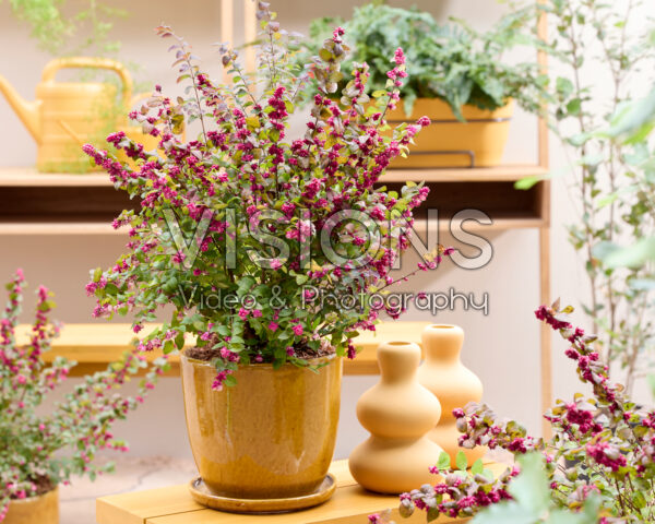 Symphoricarpos x chenaultii Little Berry