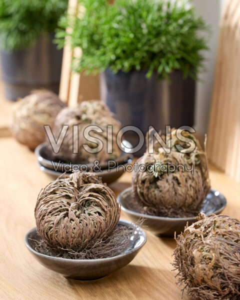 Selaginella lepidophylla