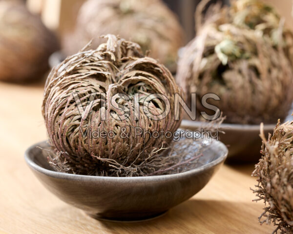 Selaginella lepidophylla