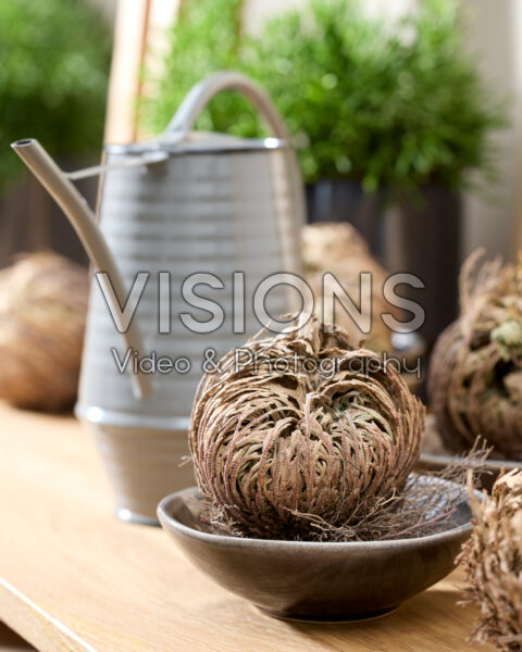 Selaginella lepidophylla