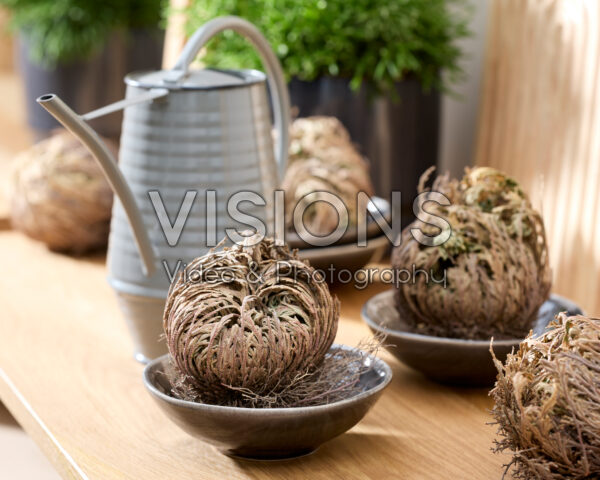 Selaginella lepidophylla