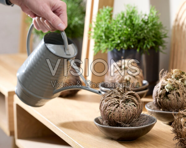 Selaginella lepidophylla