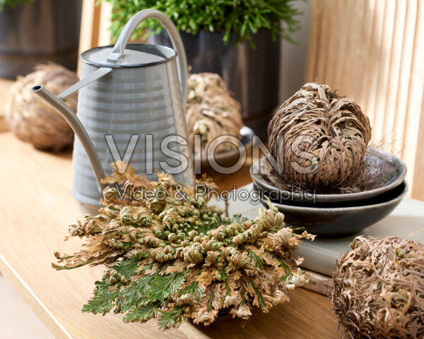 Selaginella lepidophylla