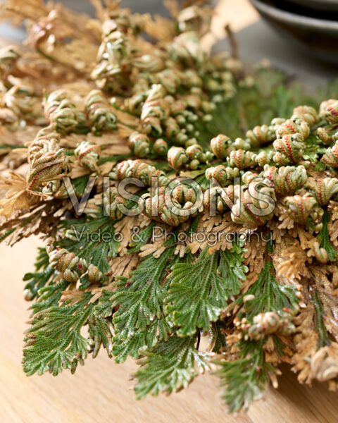 Selaginella lepidophylla Selaginella lepidophylla