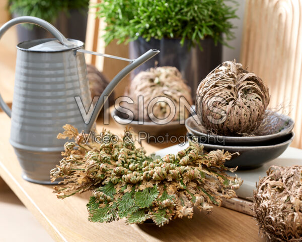 Selaginella lepidophylla