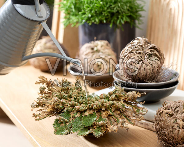 Selaginella lepidophylla