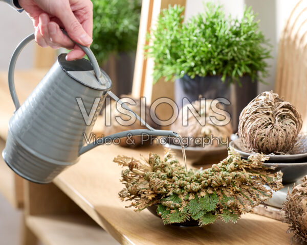 Selaginella lepidophylla