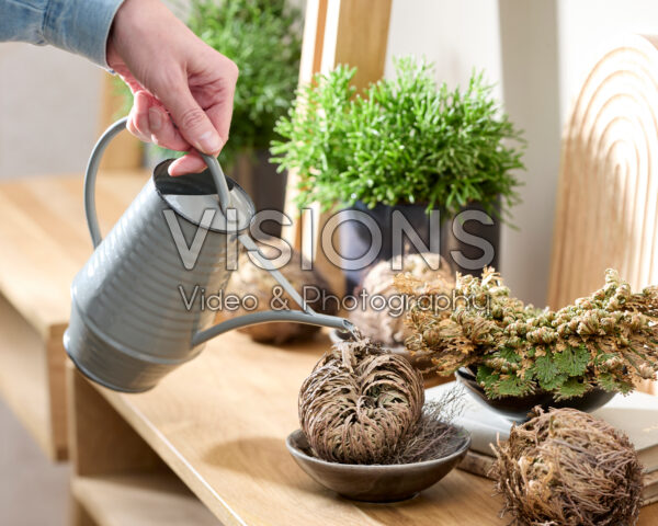 Selaginella lepidophylla