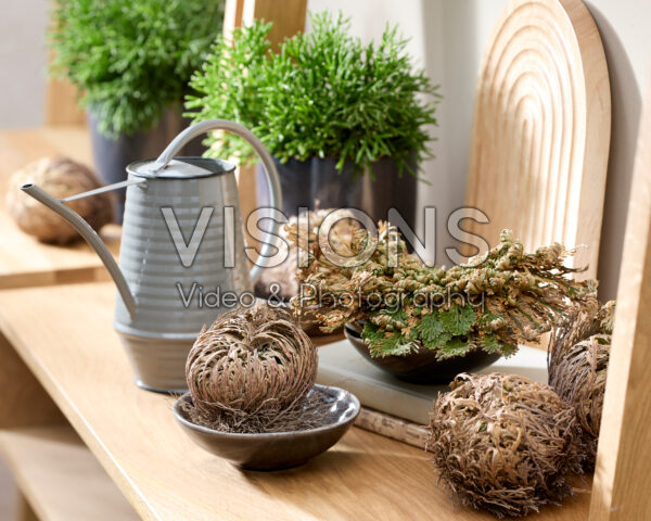 Selaginella lepidophylla