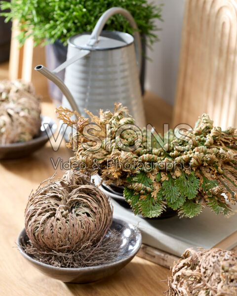 Selaginella lepidophylla Selaginella lepidophylla