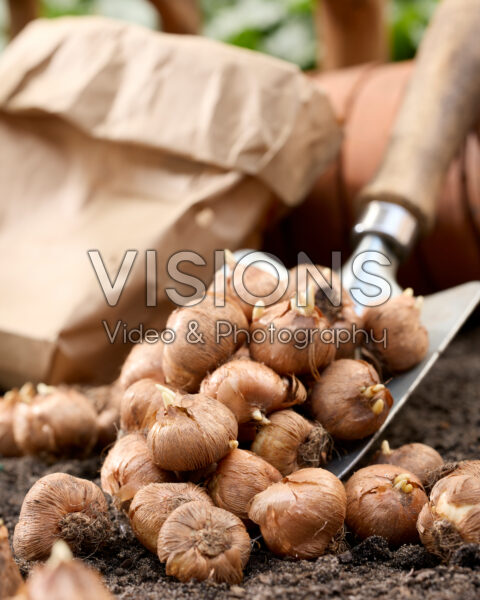 Crocus vernus bulbs