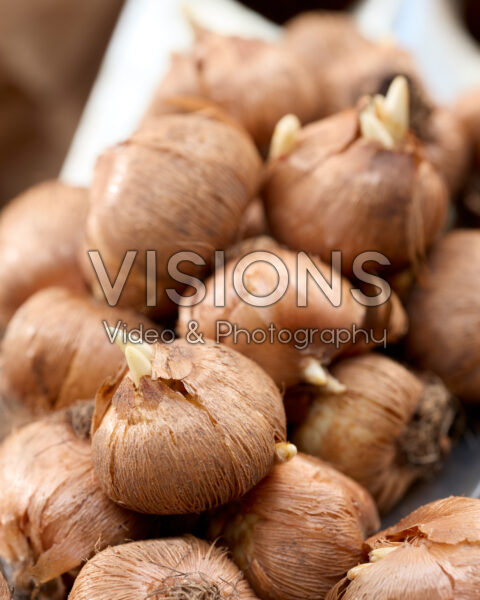 Crocus vernus bulbs