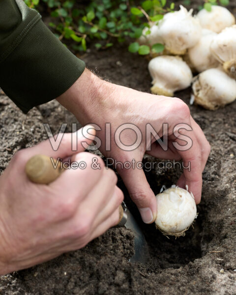 Planting Allium bulbs Planting Allium bulbs