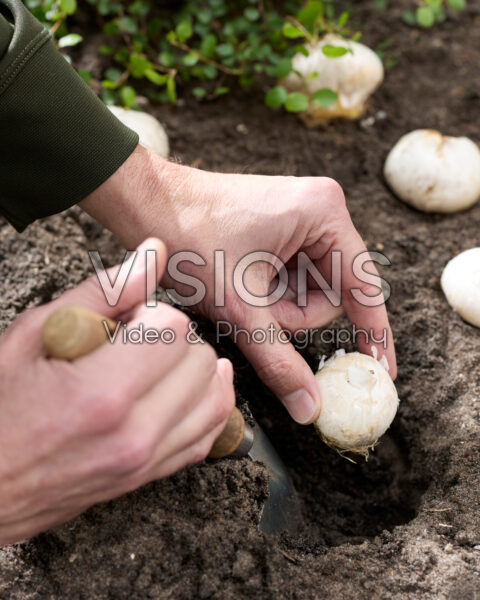 Planting Allium bulbs