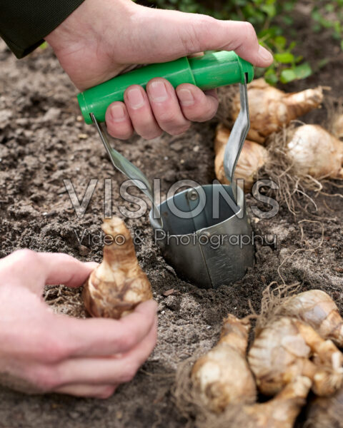 Planting daffodil bulbs