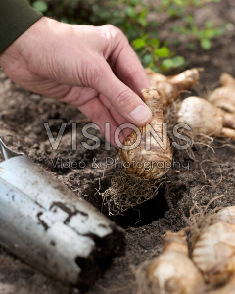Narcissenbollen planten
