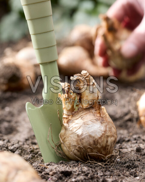 Narcissenbollen planten Narcissenbollen planten