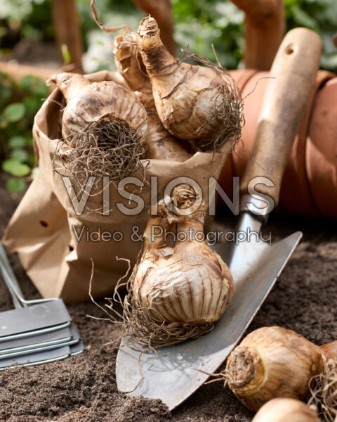 Planting daffodil bulbs