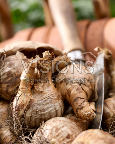 Narcissus bulbs