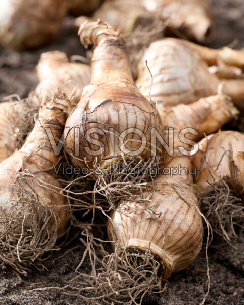 Narcissus bulbs