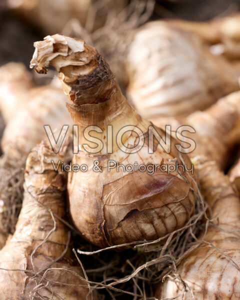 Narcissus bulbs