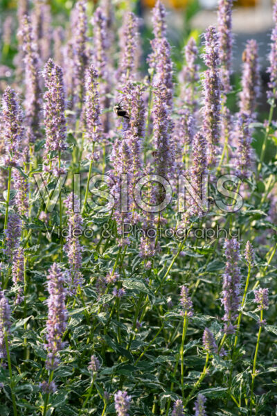 Agastache Crazy Fortune