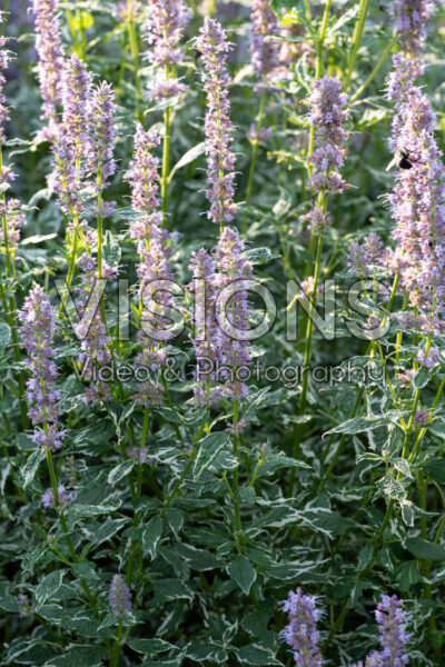 Agastache Crazy Fortune Agastache Crazy Fortune