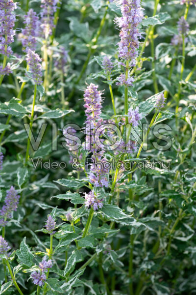 Agastache Crazy Fortune