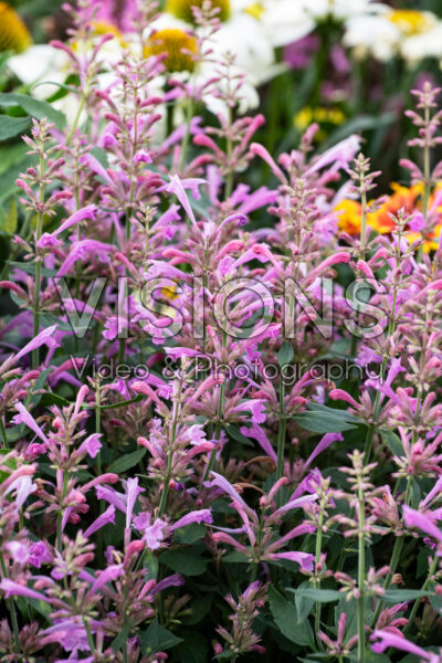 Agastache Summerlong™ Lilac