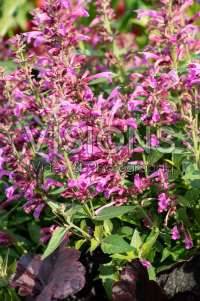 Agastache Summerlong™ Magenta