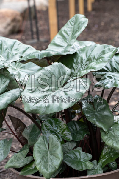 Alocasia Yucatan Princess 