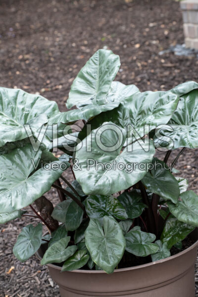 Alocasia Yucatan Princess 
